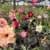 Kit com 10 mudas de Rosa do Deserto de sementes de 15 a 20 cm - Flores simples, dobradas e triplas. Cores variadas