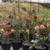 Kit com 10 mudas de Rosa do Deserto de sementes de 15 a 20 cm - Flores simples, dobradas e triplas. Cores variadas na internet