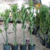 Kit 100 sementes Adenium Somalense Anaconda ORIGINAL - Pn Farm - loja online