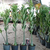 Kit 10 sementes Adenium Somalense Anaconda ORIGINAL - Pn Farm - loja online
