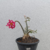 Planta Adulta de Rosa do Deserto de Semente com flor Dobrada na cor Rosa Matizada - - comprar online