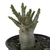 Adenium Thai Socotranum DC - Diamond Crown - RD Garden Center | Rosas do Deserto e Flor do Deserto