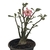 Planta adulta de Rosa do Deserto de semente com flor simples matizada - comprar online
