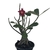 Planta adulta de Rosa do Deserto de semente com flor simples matizada - comprar online