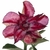 Muda Rosa do Deserto de semente com flor dobrada na cor matizada