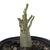 Adenium Thai Socotranum DC - Diamond Crown - loja online