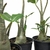Adenium Arabicum - Variadas (MIX) - RD Garden Center | Rosas do Deserto e Flor do Deserto