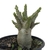 Adenium Thai Socotranum DC - Diamond Crown - loja online