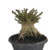 Arabicum King Kong - comprar online