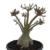 Adenium Cristata