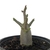 Thai Socotranum Black Soco - loja online