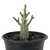 Adenium Thai Socotranum DC - Diamond Crown - comprar online