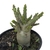 Imagem do Adenium Thai Socotranum DC - Diamond Crown