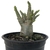 Adenium Thai Socotranum DC - Diamond Crown - comprar online