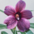 Muda Rosa do Deserto de enxerto com flor simples na cor Roxa Matizada - AMETISTA - comprar online