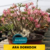 Adenium Arabicum AD - Ara Dork Dok - comprar online