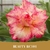 Muda Rosa do Deserto de enxerto Dobrada na cor Matizada - BEAUTY RC-101