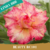 Muda Jovem de Rosa do Deserto de enxerto com flor Dobrada na cor Matizada - Beauty RC-101