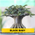 Arabicum Black Baby - Black Skin - RD Garden Center | Rosas do Deserto e Flor do Deserto