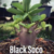Sementes Raras - Black Soco - Kit com 2 sementes