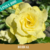 Muda Jovem de Rosa do Deserto de enxerto com flor tripla bouquet na cor amarela - BRIDAL