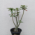 Muda Rosa do Deserto de enxerto com flor Dobrada na cor Negra - Matriz EVM 48 na internet