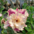 Muda Jovem de Rosa do Deserto de enxerto com flor dobrada na cor Matizada - GOLDEN YEAR - comprar online