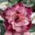 Muda Rosa do Deserto de enxerto com flor dobrada na cor Matizada - DANDARA -EV210