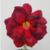 Muda Rosa do Deserto de enxerto com flor tripla na cor Vermelha e Preto - TIE SANGUE EV82 - comprar online
