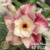Muda Rosa do Deserto de enxerto com flor Dobrada na cor Matizada - Matriz Safira Rosa EV01