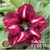 Muda Rosa do Deserto de enxerto com flor dobrada na cor Vermelha Matizada - TUTTI FRUTTI EV02/21