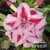 Muda Rosa do Deserto de enxerto com flor tripla na cor Rosa Matizada - PLATINUM EV03/21