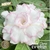Muda Rosa do Deserto de enxerto com flor tripla na cor Branca Matizada - ANNA CLARA - EV09/21
