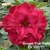 Muda Rosa do Deserto de enxerto com flor tripla Bouquet na cor Pink - BOUQUET PINK TRIPLA EV100/21