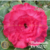 Muda Rosa do Deserto de enxerto com tripla na cor Rosa - MADEMOISELLE EV102-21