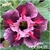 Muda Rosa do Deserto de enxerto com flor dobrada na cor Matizada - COLIBRI EV104/21