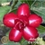 Muda Rosa do Deserto de enxerto com flor dobrada na cor Vermelha Matizada - Astro DJ EV106-21