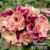 Muda Rosa do Deserto de enxerto com flor Dobrada na cor Matizada - Matriz Marsala EV-107