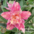 Muda Rosa do Deserto de enxerto com flor dobrada na cor Matizada - POEIRA CÓSMICA EV109/21