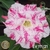 Muda Rosa do Deserto de enxerto com flor tripla na cor Matizada - EV111/21