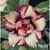 Muda Rosa do Deserto de enxerto com flor dobrada na cor Matizada - EV116/21