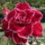 Muda Rosa do Deserto de enxerto com flor Tripla na cor Vermelha Matizada - DALILA DE SANSÃO EV117/21