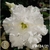 Muda Rosa do Deserto de enxerto com flor tripla na cor Branca - EV124/21