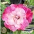 Muda Rosa do Deserto de enxerto com flor tripla na cor Rosa Matizado - VERSACE EV125/21