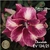 Muda Rosa do Deserto de enxerto com flor dobrada na cor matizada - CHOCOLATE EV134/21