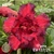 Muda Rosa do Deserto de enxerto com flor dobrada na cor vermelha matizada - PIPOCA EV137/21