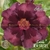 Muda Rosa do Deserto de enxerto com flor dobrada na cor Vinho - CACAU EV13/21