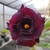 Muda Rosa do Deserto de enxerto com flor tripla na cor roxa - EV142/21