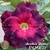Muda Rosa do Deserto de enxerto com flor dobrada na cor matizada - AMETISTA BICOLOR - EV143/21