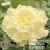 Muda Rosa do Deserto de enxerto com flor tripla na cor amarelo creme - LADY NORA EV151/21